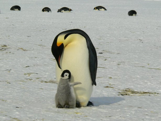 Penguins in Antarctic